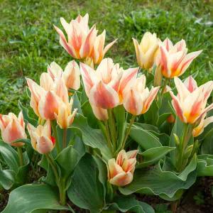 Tulipe greigii Québec (x8)